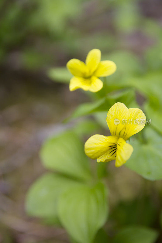 光滑的黄紫罗兰(Viola glabella)